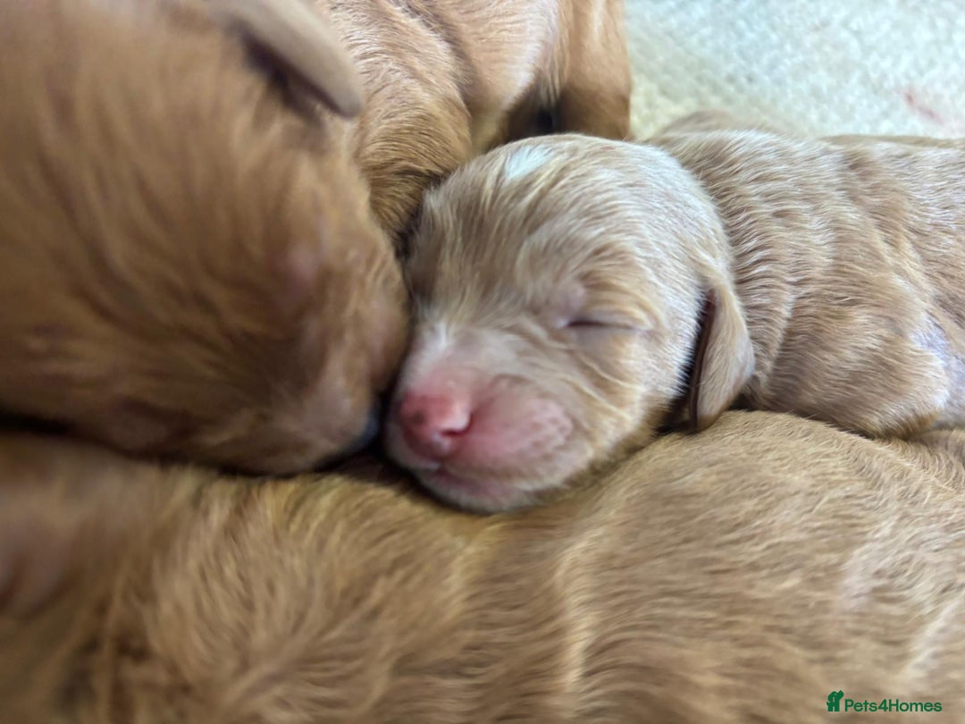 Cockapoo dogs for sale: F1 Cockapoo Red, Apricot. Health & genetic test - Image 7