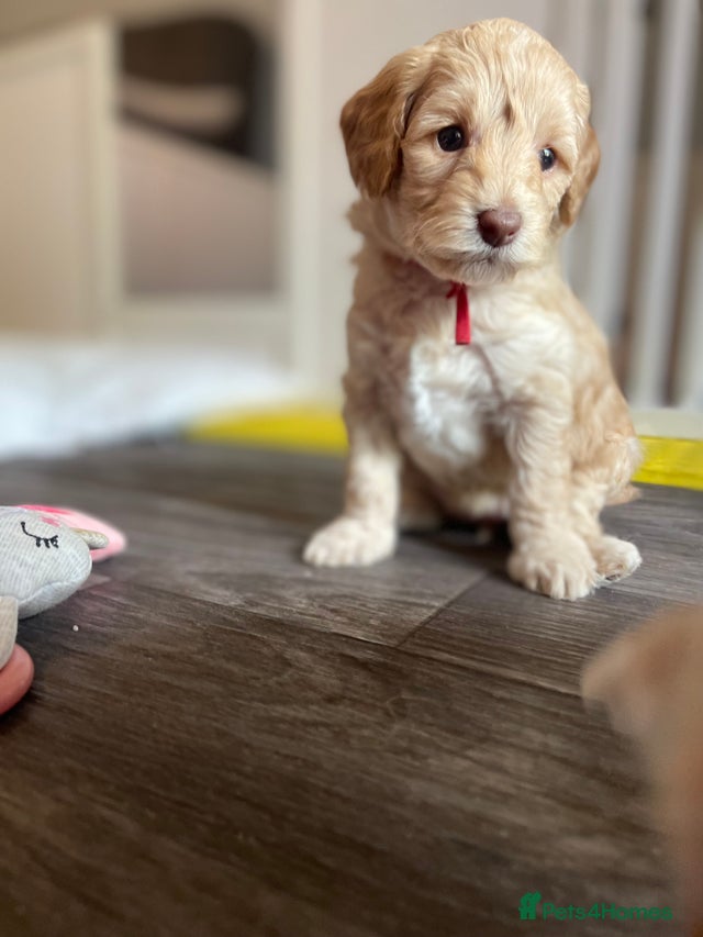 Cockapoo f1B for sale in Telford | Pets4Homes
