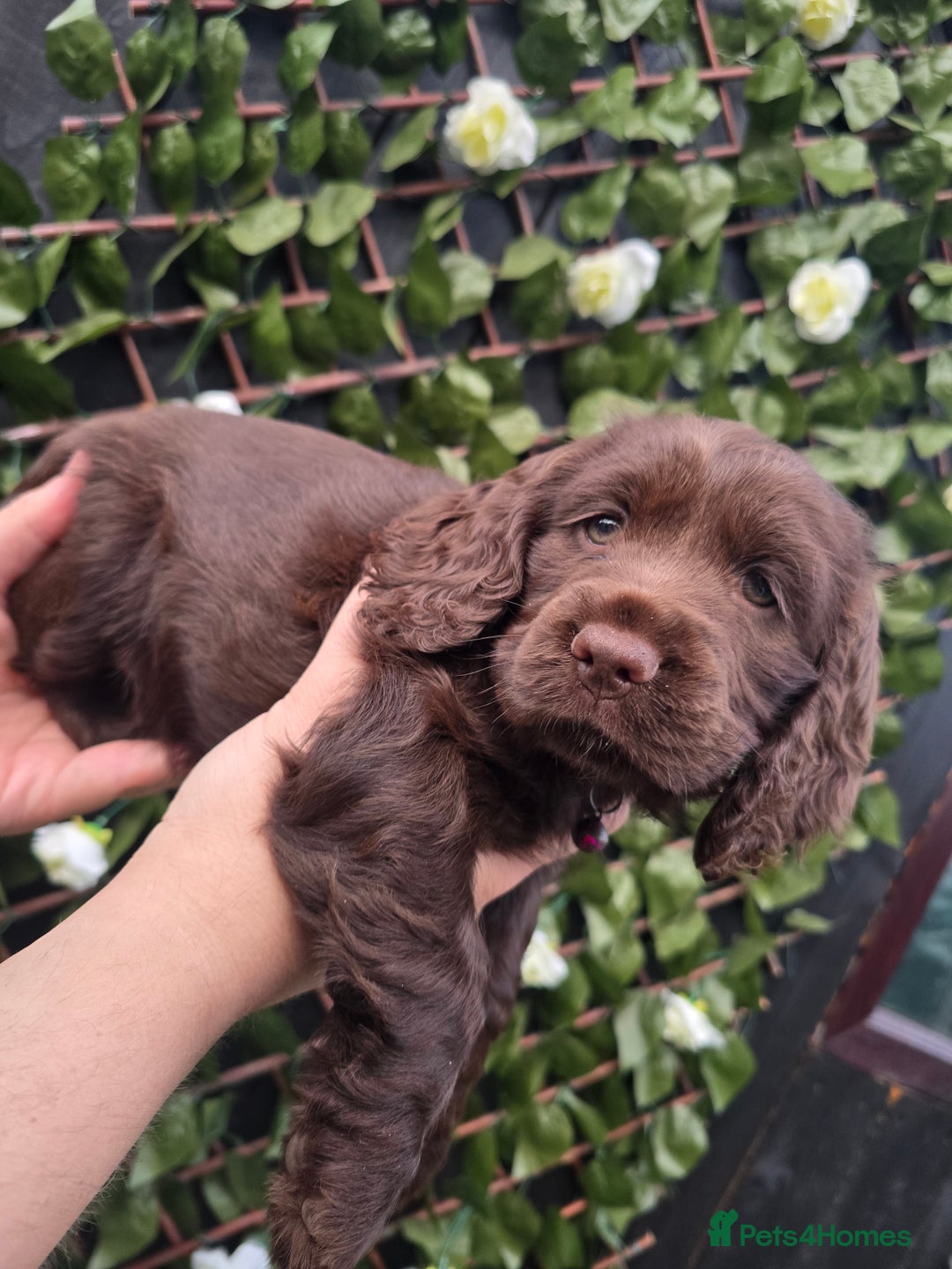 Cocker Spaniel dogs for sale: Show type x working cocker spaniel - Image 4