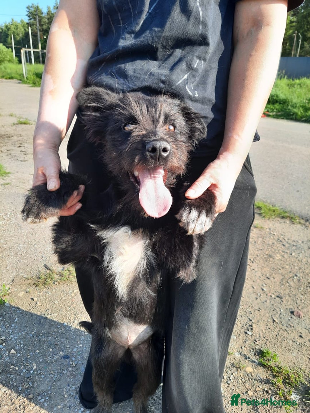 Mixed Breed dogs for adoption: 💖🐶 BUFFY 🐶💖 - Image 8