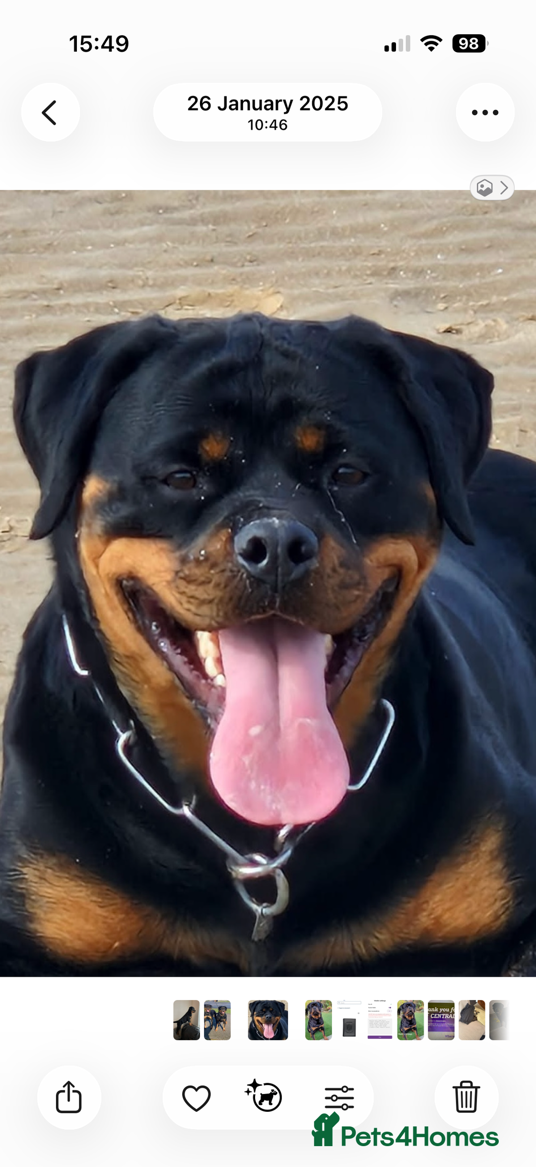 Rottweiler dogs for sale: Falconsnest blood line - Advert 1