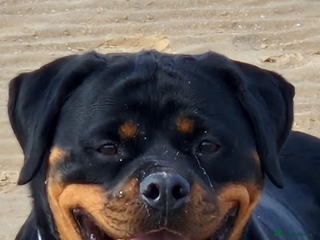 Rottweiler dogs Falconsnest blood line - Advert 3