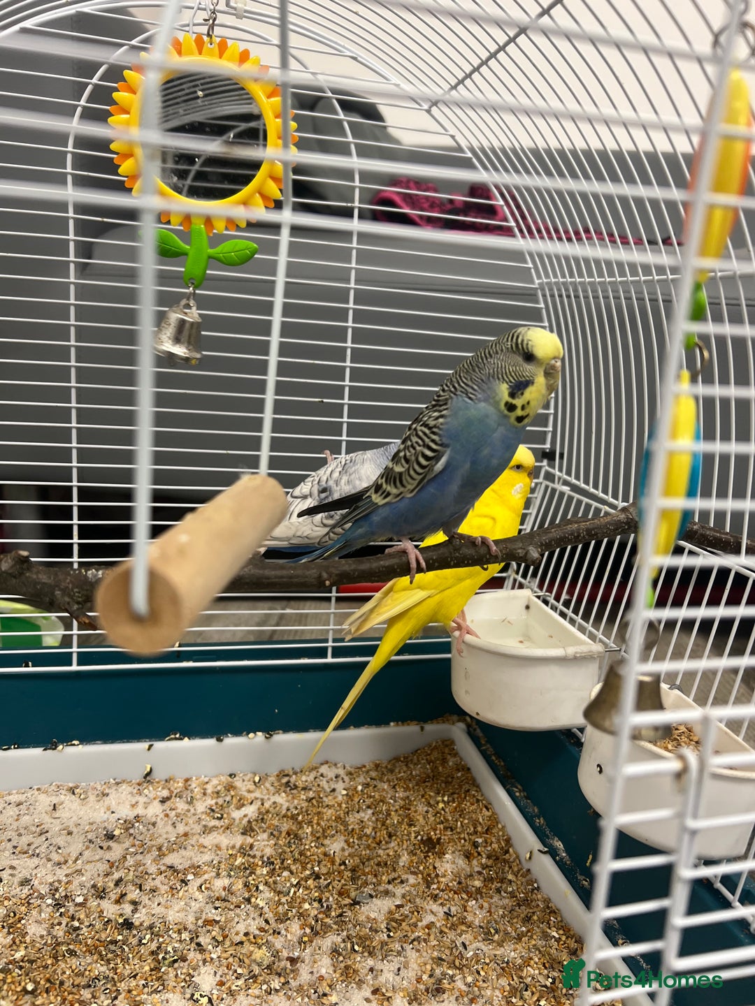 Mixed Breed birds for sale: Budgies  - Image 3