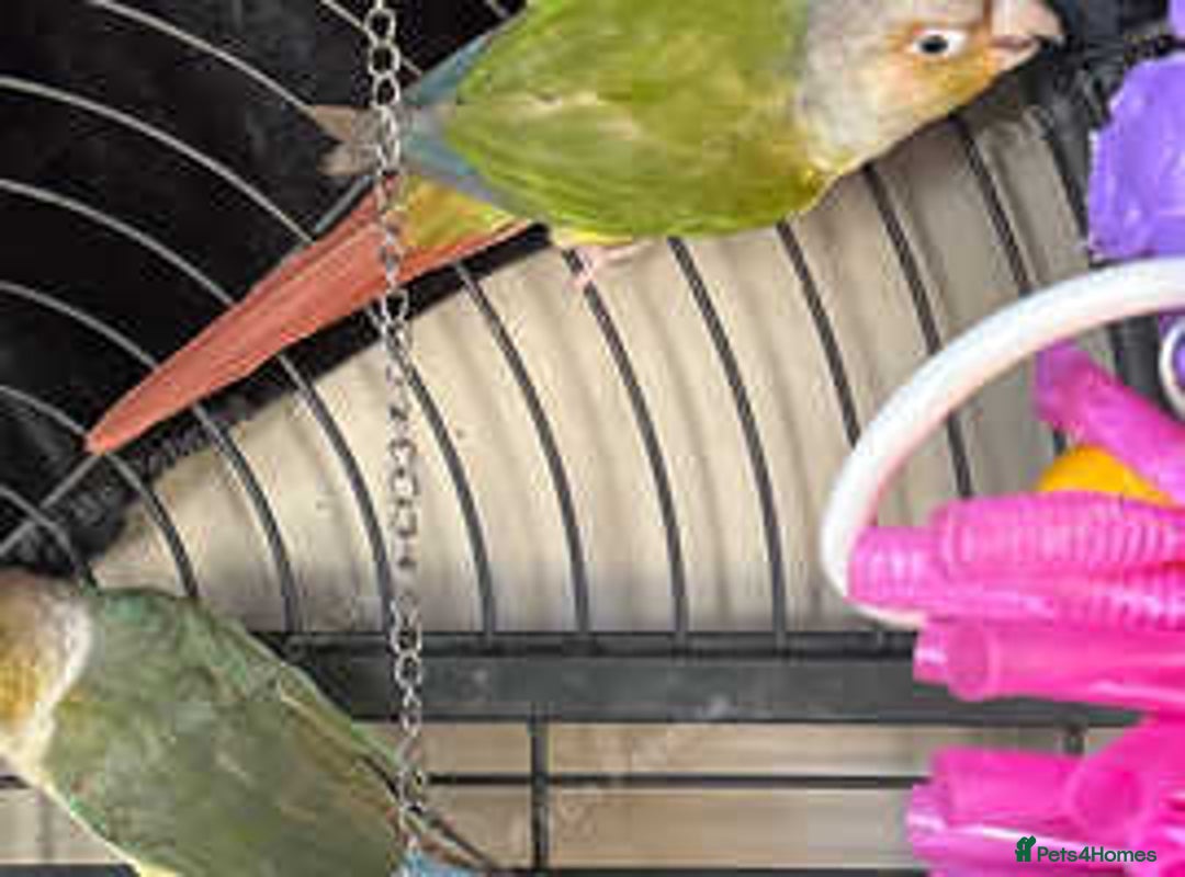 Conures birds for sale: Conures - Advert 2