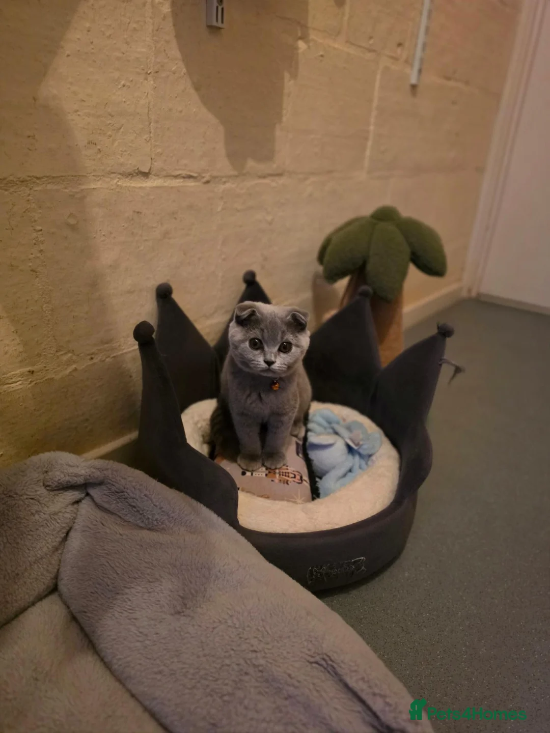Scottish Fold cats for sale: 7 Scottish fold 😍beautiful  healthy kittens - Advert 1