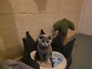 Scottish Fold cats 7 Scottish fold 😍beautiful healthy kittens - Advert 1