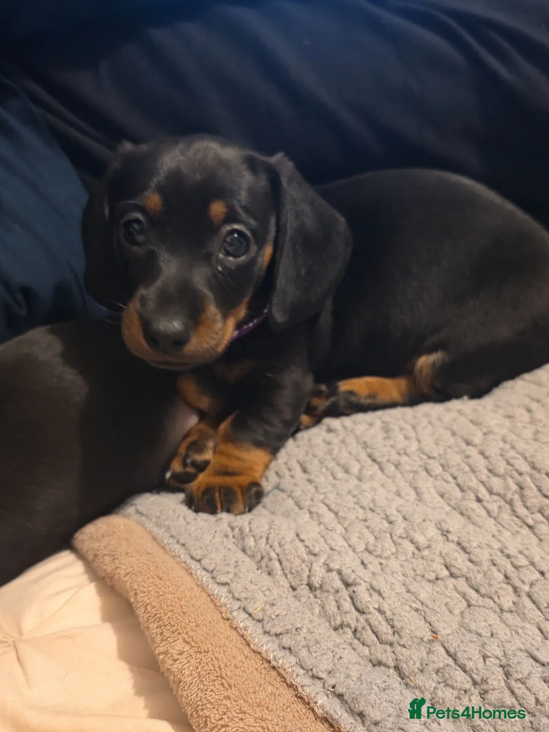 Dachshund dogs for sale: 1 female left beautiful Dachshund  - Advert 1