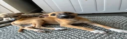 Mixed Breed dogs for sale: Whippet puppies for sale  in Swindon - Advert 10