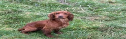 Cocker Spaniel dogs for stud: 😍KC Reg Dark Red Dog at Stud😍 in Malmesbury - Advert 8
