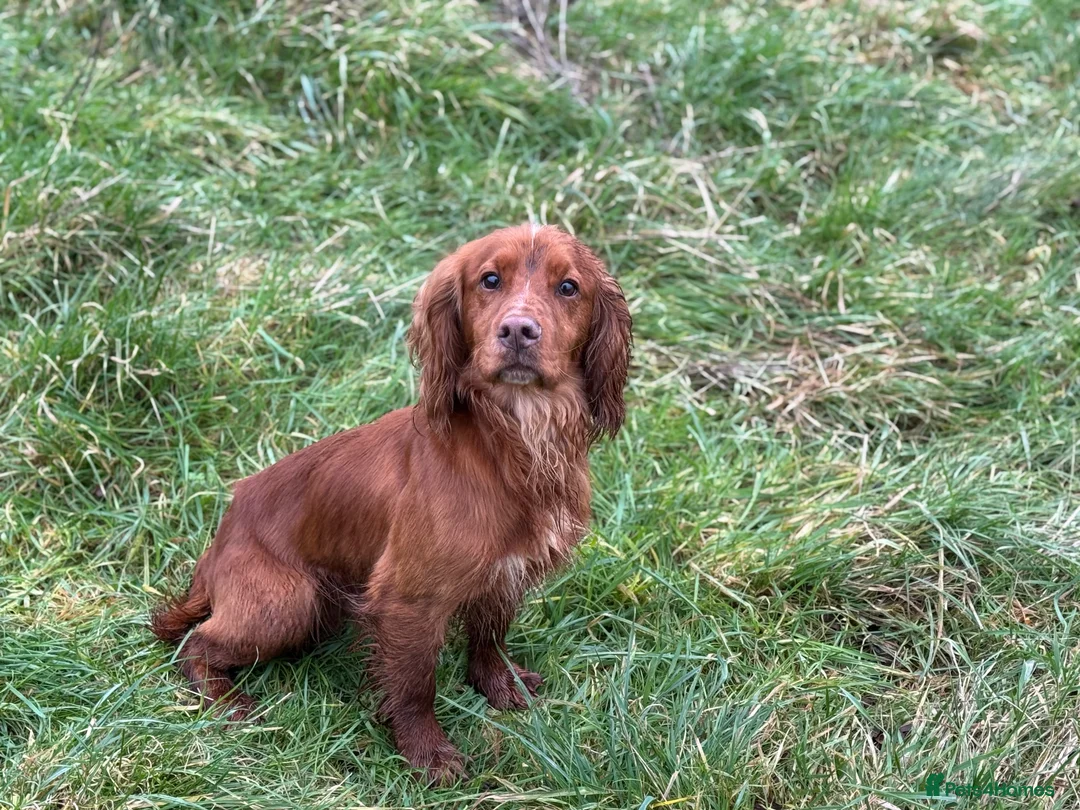 Cocker Spaniel dogs for stud: 😍KC Reg Dark Red Dog at Stud😍 in Malmesbury - Advert 8