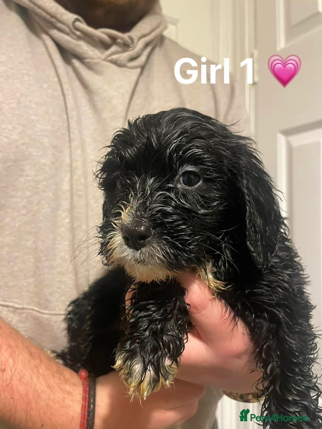 Cockapoo dogs for sale: Cockapoo Puppies (2 Boys, 2 Girls) - Advert 4