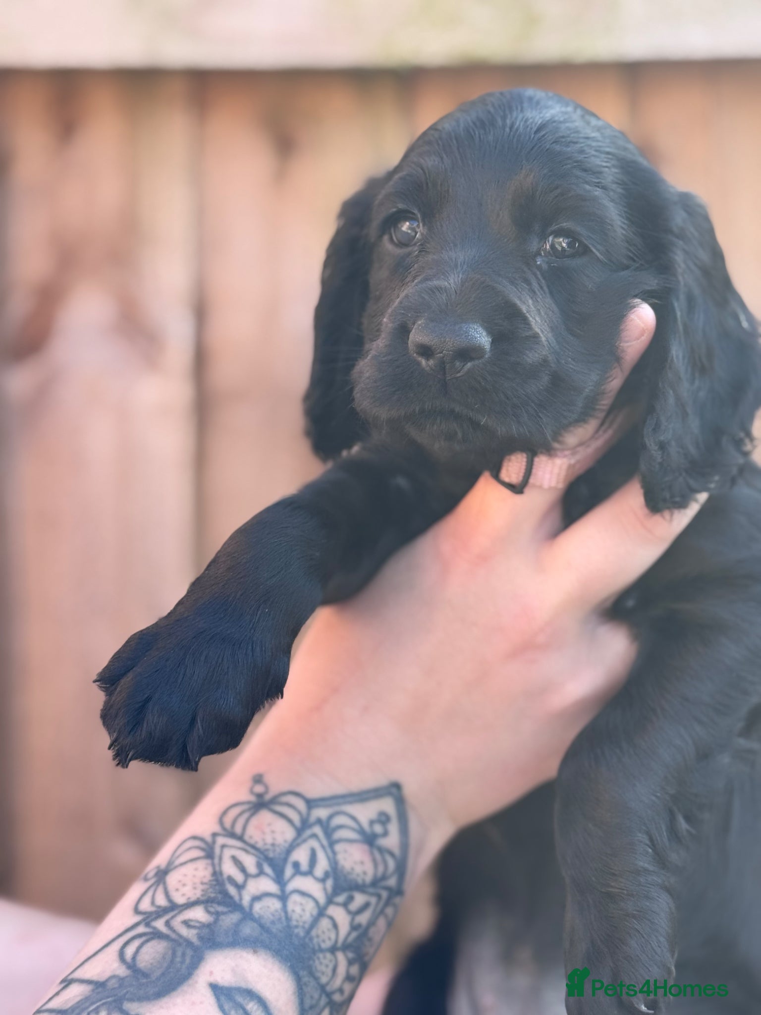 Cocker Spaniel dogs Kc working cocker spaniels  - Advert 4