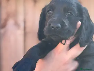 Cocker Spaniel dogs Kc working cocker spaniels - Advert 4