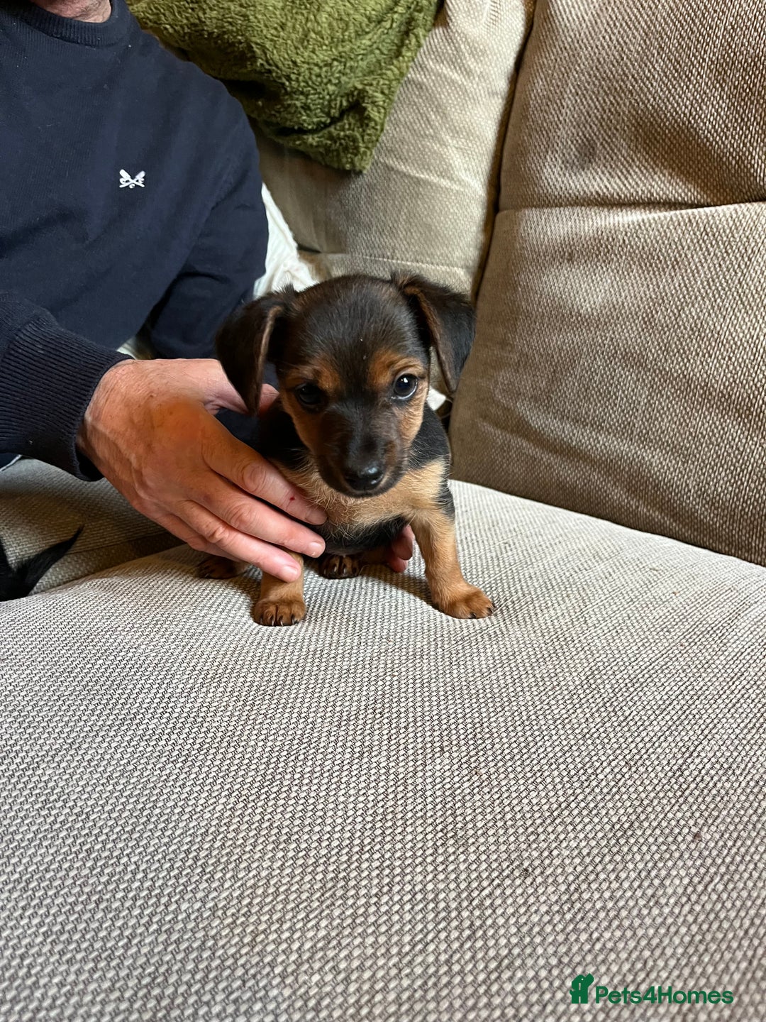 Jack Russell dogs for sale: Jack Russell puppies for sale - Advert 3