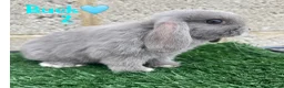 Mini Lop rabbits for sale: ✨STUNNIG MINI LOP,READY TO REZERVE✨ - Advert 2