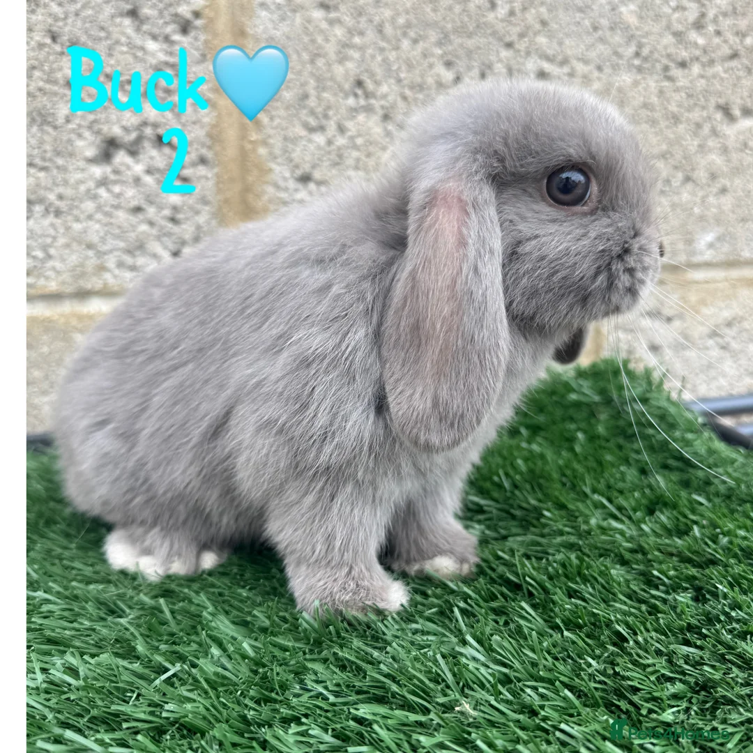 Mini Lop rabbits for sale: ✨STUNNIG MINI LOP,READY TO REZERVE✨ - Advert 2