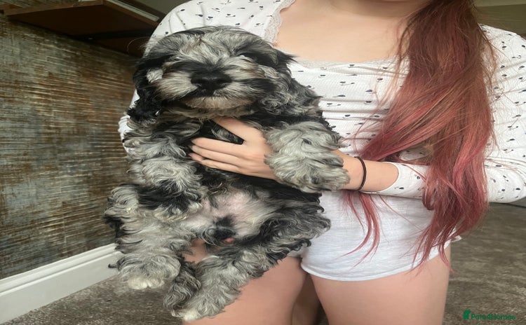 Cockapoo dogs in Goole - Advert 4
