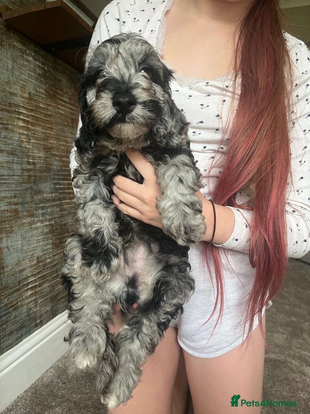 Cockapoo dogs for sale: 1st vac! Extensively health tested F1 cockerpoos   in Goole - Image 1