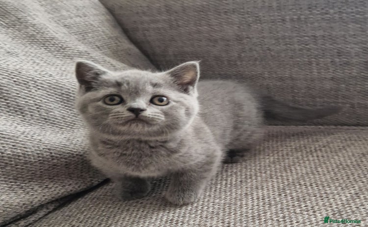 British Shorthair cats - Advert 2