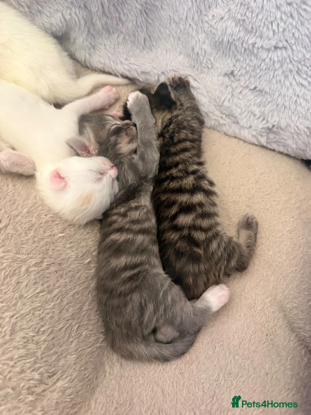 Mixed Breed cats for sale: 4 beautiful healthy kittens  - Advert 1