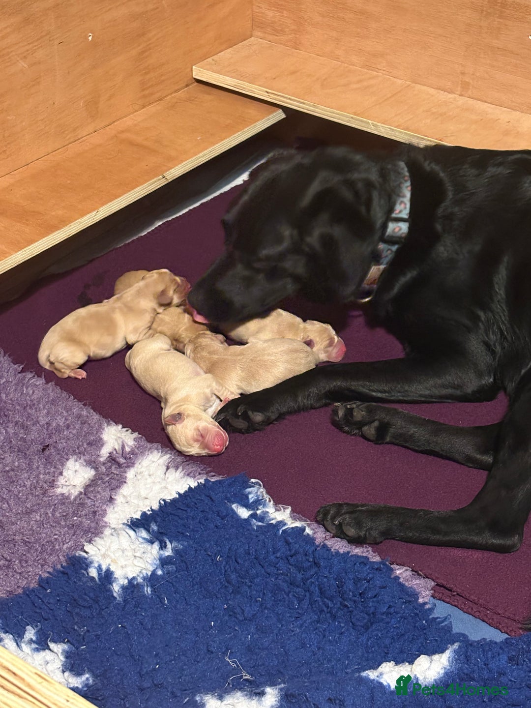 Labrador Retriever dogs for sale: Labrador pups, well-socialised & family raised - Image 2