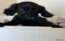 Cocker Spaniel dogs for sale: Beautiful cocker spaniels puppies for sale - Image 30