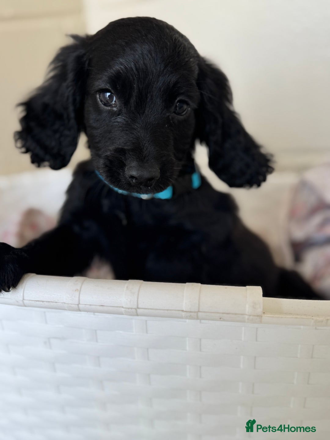 Cocker Spaniel dogs for sale: Beautiful cocker spaniels puppies for sale - Image 30