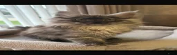 Maine Coon cats for sale: Several litters of Outstanding pedigree kittens  - Advert 15