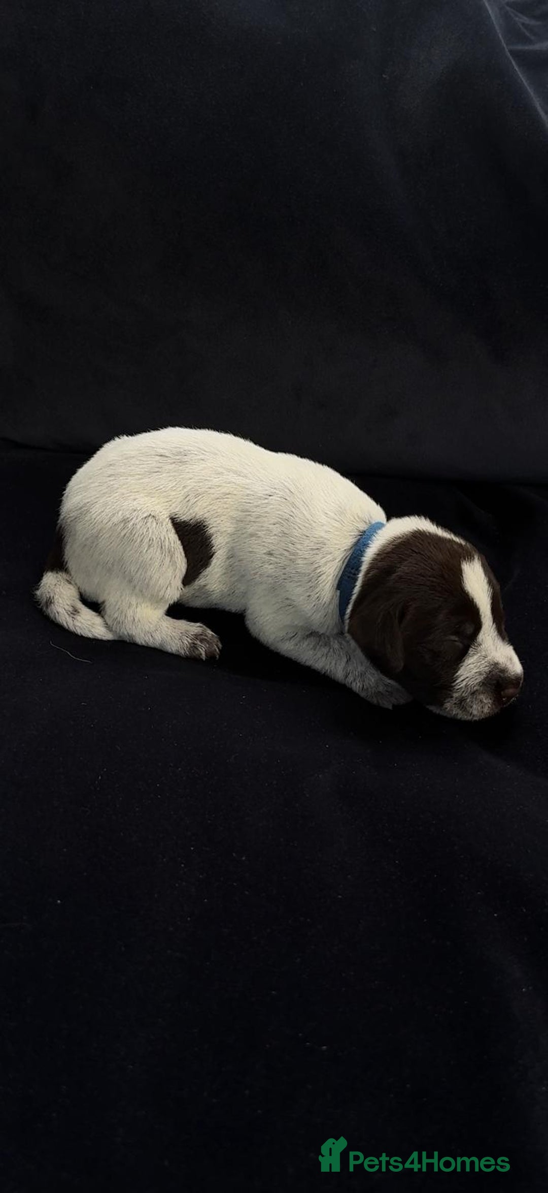 German Wirehaired Pointer dogs for sale: Beautiful GWP's for sale KC Registered - Image 8