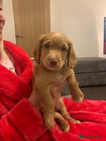 Cocker Spaniel dogs REDUCED! LAST boy ready to leave now - Advert 4