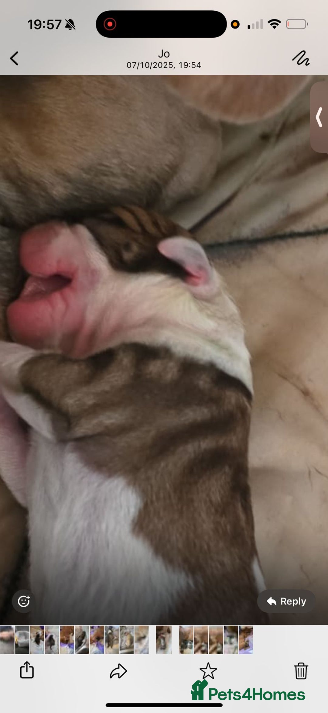 American Bulldog dogs for sale: American bulldog pups for sale - Image 14