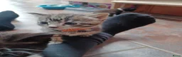 Mixed Breed cats for sale: Beautiful loving kittens  - Advert 5