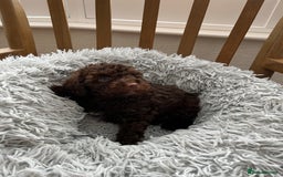 Toy Poodle dogs for sale: Toy Poodle Puppies  - Image 15