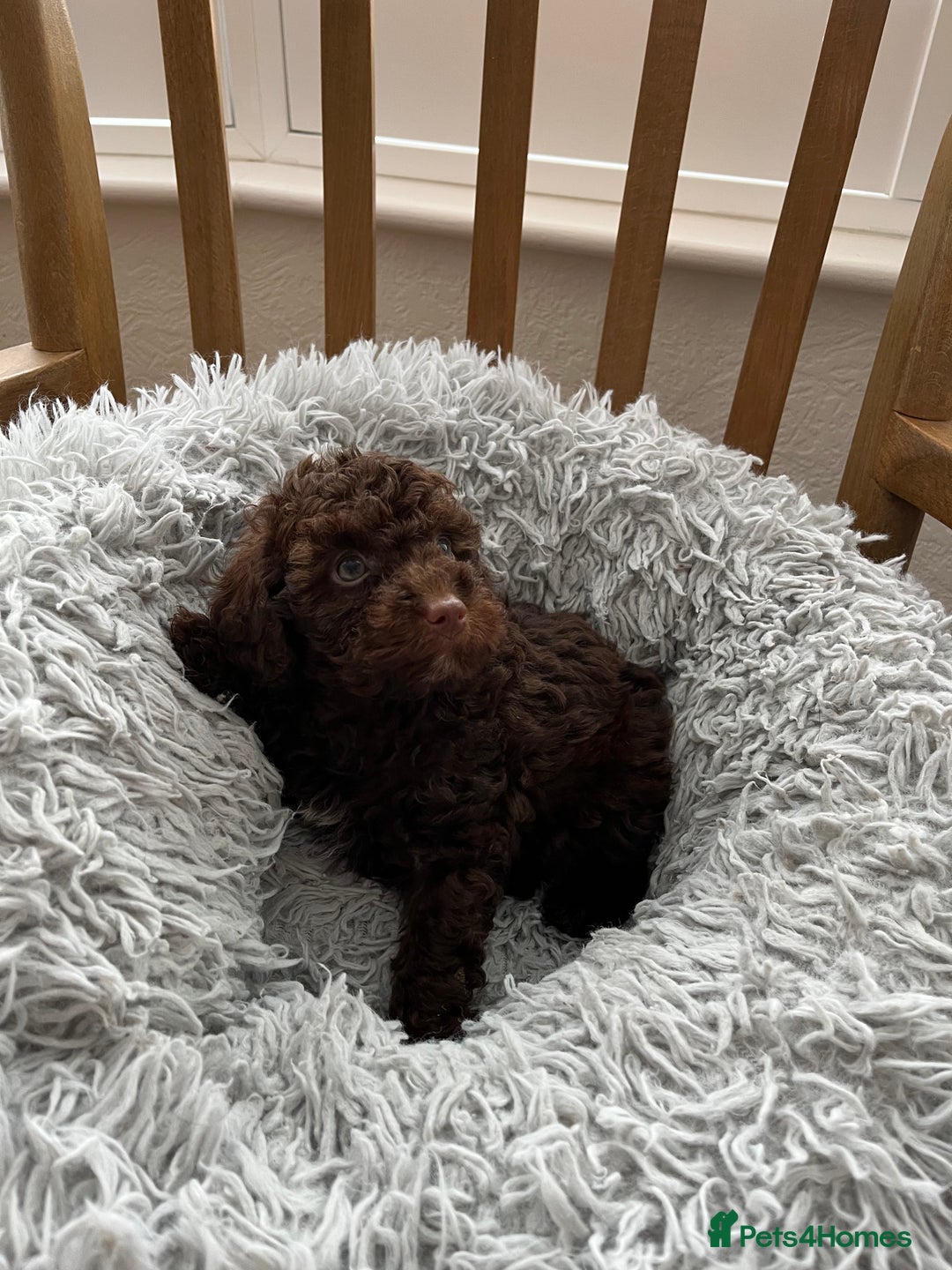 Toy Poodle dogs for sale: Toy Poodle Puppies  - Image 15