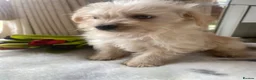 Westiepoo dogs for sale: Westypoos in Northallerton - Advert 7