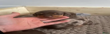 Miniature Dachshund Puppy 2