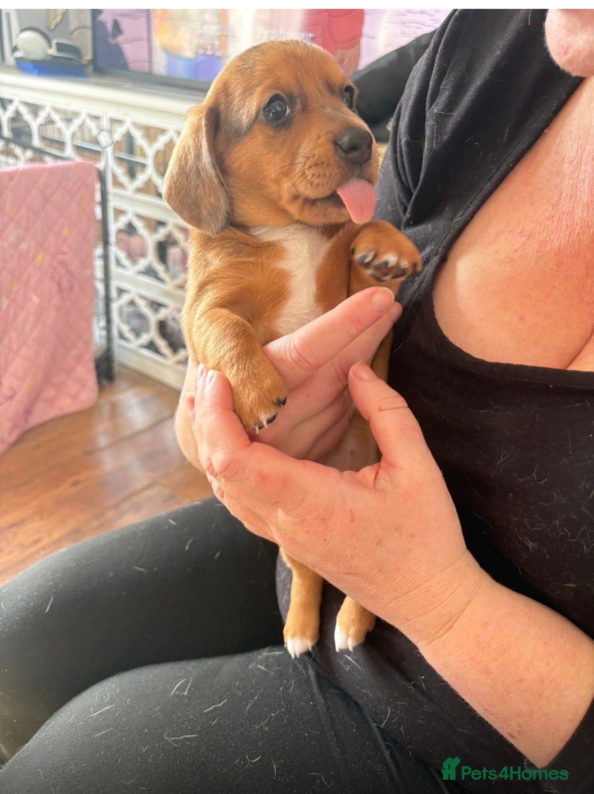 Chiweenie dogs 5 beautiful mini dachshund x chihuahua puppies - Advert 2