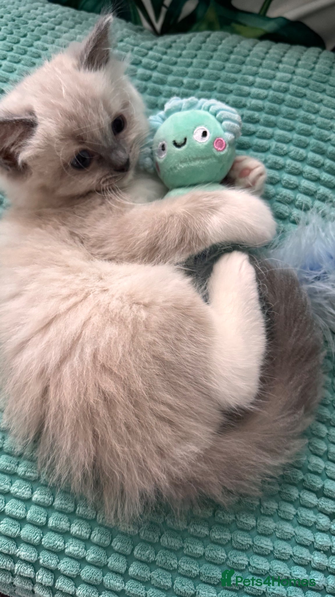 Ragdoll cats for sale: Beautiful Blue Point Mitted Ragdoll Boy in Banbury - Advert 8