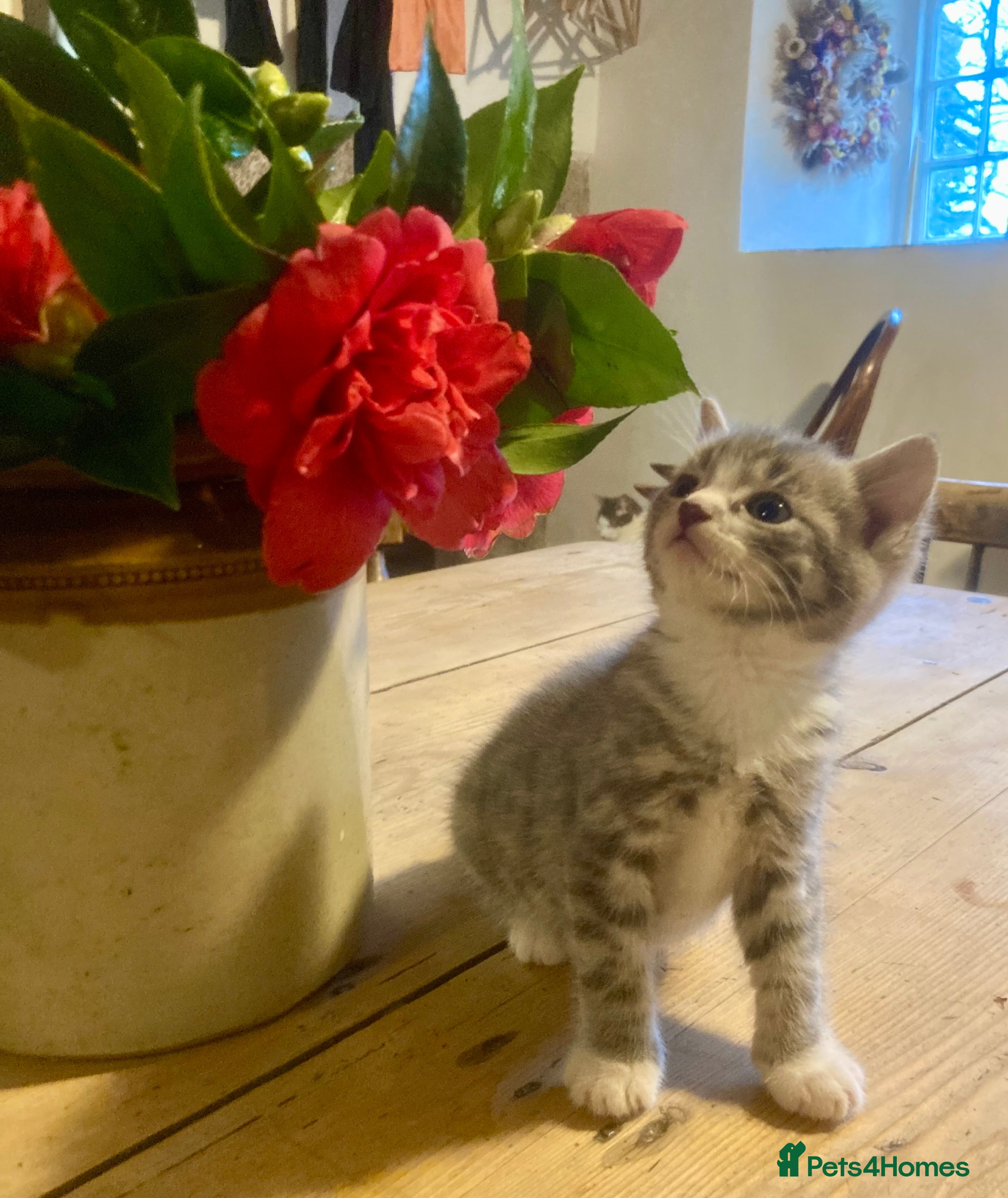 Ragdoll cats GORGEOUS Ragdoll X kittens  - Advert 1