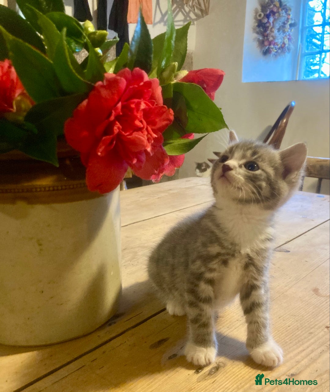 Ragdoll cats for sale: GORGEOUS Ragdoll X kittens  - Advert 1