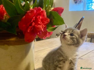 Ragdoll cats GORGEOUS Ragdoll X kittens - Advert 1