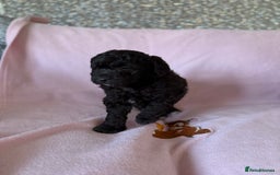 Labradoodle dogs for sale: Last three F1BB mini/toy labradoodle puppies  - Image 13