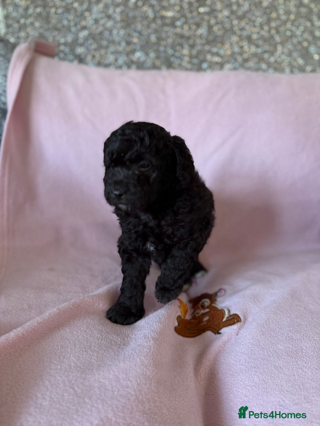 Labradoodle dogs for sale: Last three F1BB mini/toy labradoodle puppies  - Image 13
