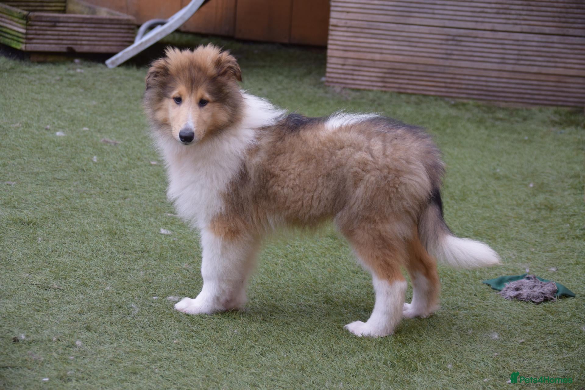 Rough Collie dogs KC Rough Collie Boy - Advert 2