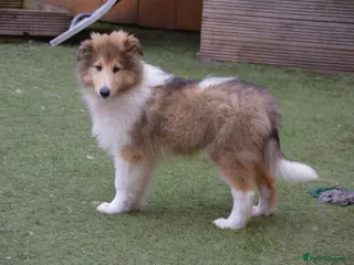 Rough Collie dogs KC Rough Collie Boy - Advert 2