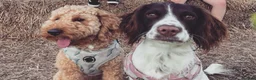 Mixed Breed dogs for sale: Springer spaniel and F2B cockapoo  in York - Advert 1