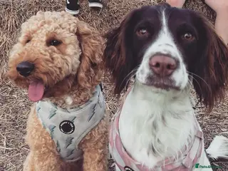 Mixed Breed dogs Springer spaniel and F2B cockapoo - Advert 6
