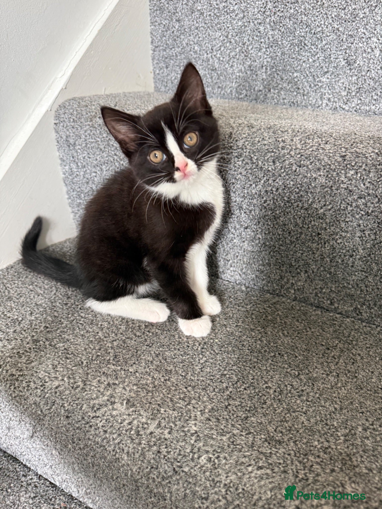 Mixed Breed cats Fluffy Ragdoll x Shorthair Kittens -ready now - Advert 1
