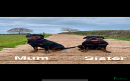 Rottweiler dogs for sale: 🏆(Kc)Champion bloodline Rottweiler puppies. - Image 6