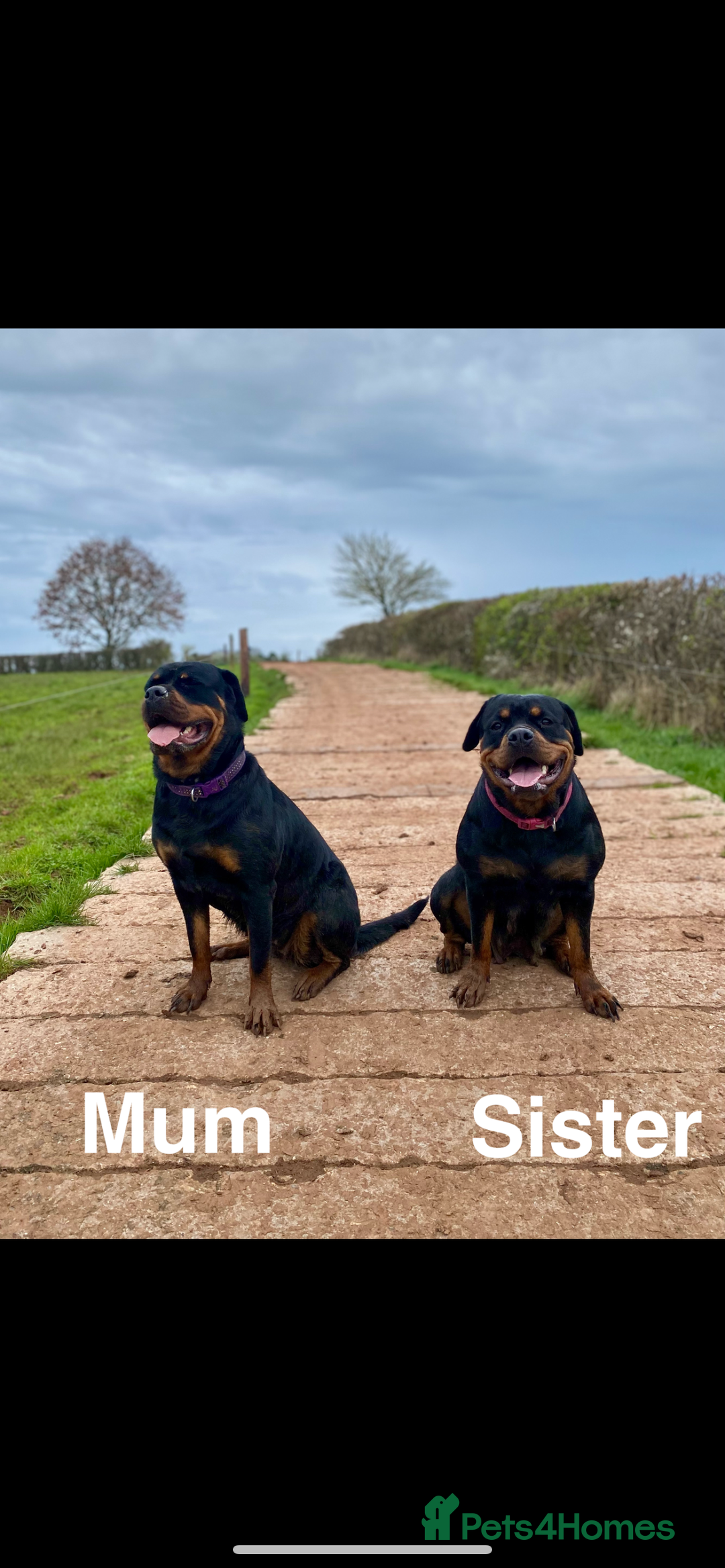 Rottweiler dogs for sale: 🏆(Kc)Champion bloodline Rottweiler puppies. - Image 6